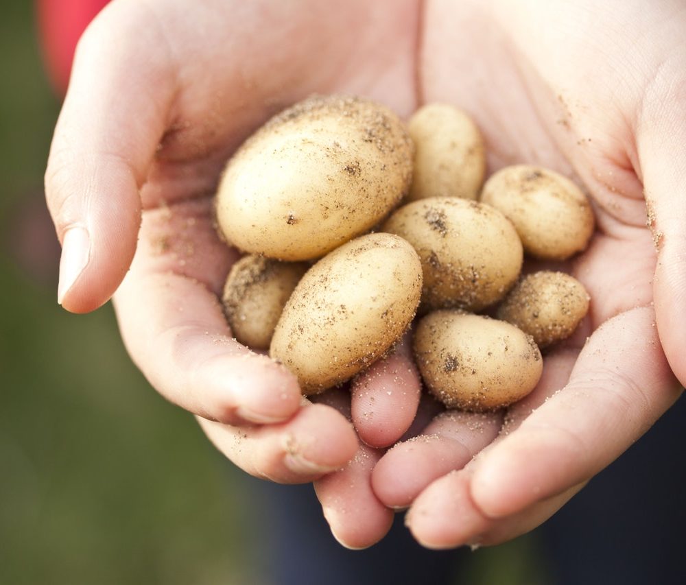 How I lost 4 lbs on the Potato Diet